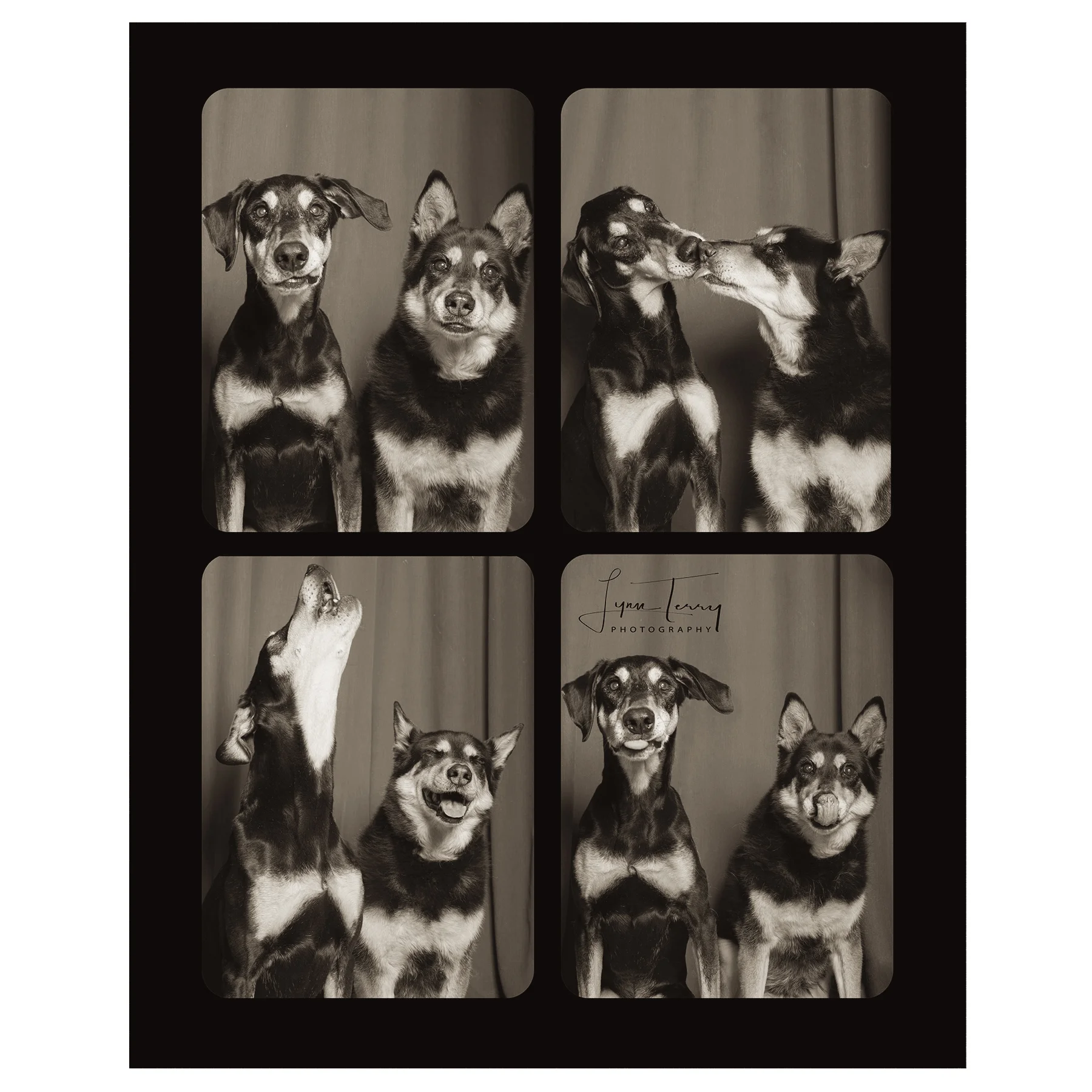 37.dobiemixes-gypsidogsbw.jpg