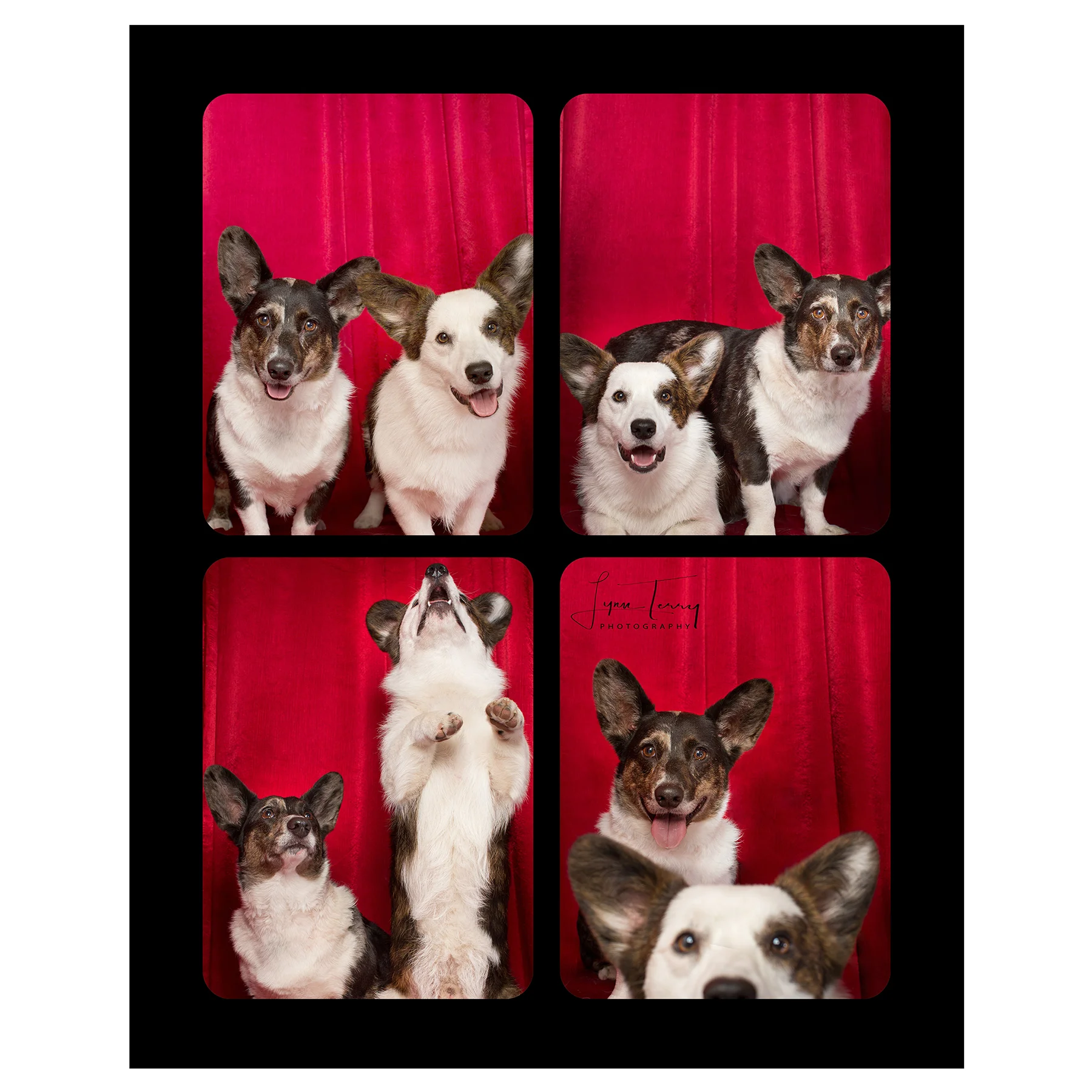 36.corgis-.jpg