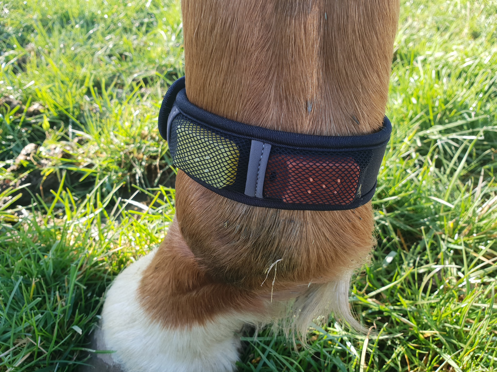 horse leg set.jpg