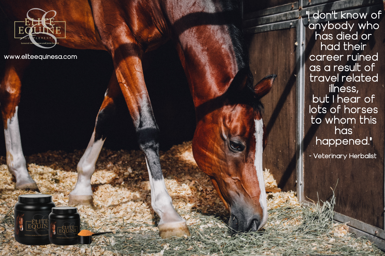 22 March 2019 - Elite Equine and travel trauma.png
