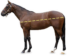 horseMeasurement_BodyLength2.gif