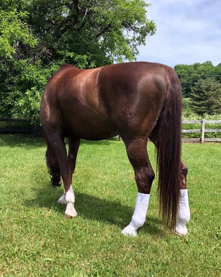 Silver Whinnys by Sox For Horses