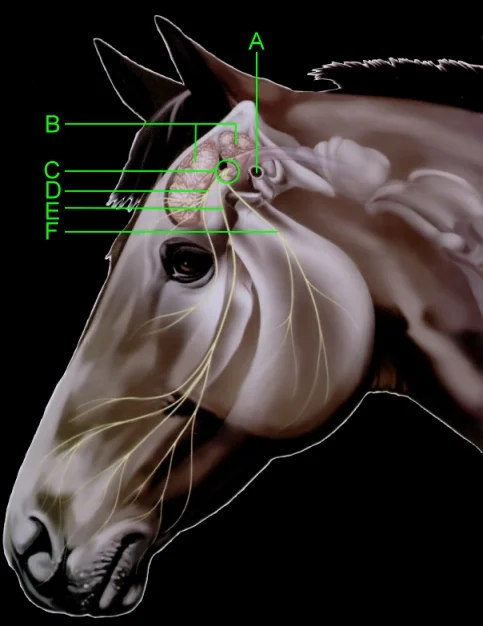 Head Anatomy Diagram A) Ear Canal B) Brain C) Trigeminal Nerve D) Ophthalmic Nerve E) Maxillary Nerve F) Mandibular Nerve
