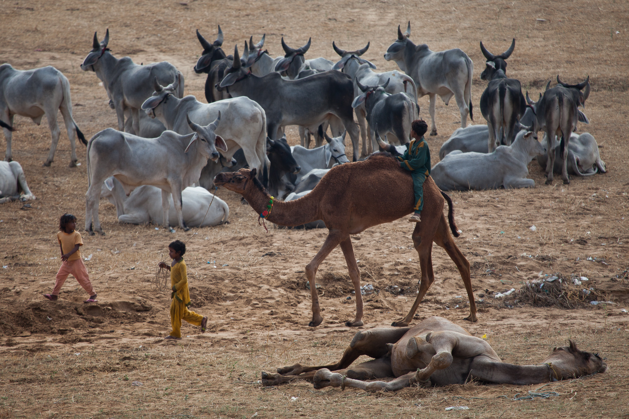 October visit to Pushkar
