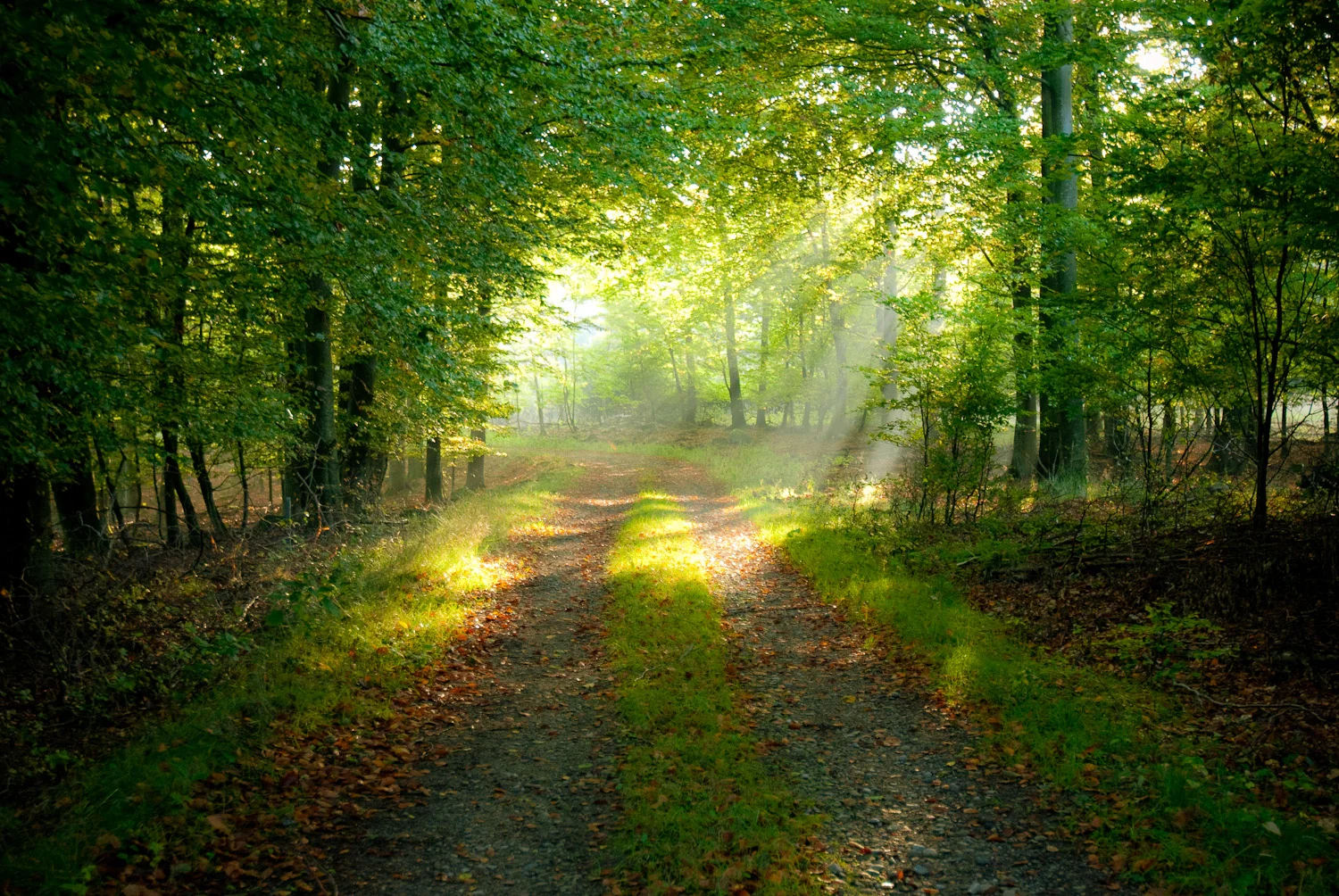 skogen.jpg