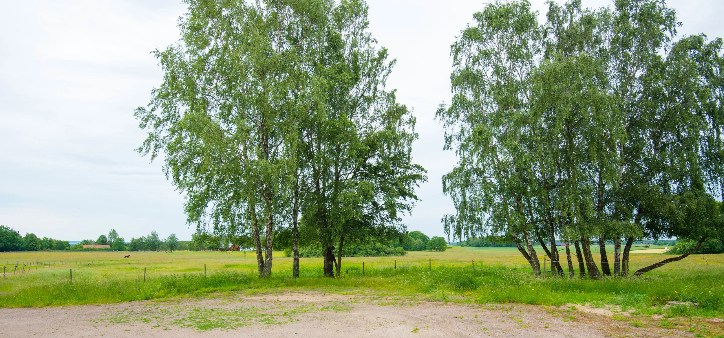 20190610-DSC_5251.jpg