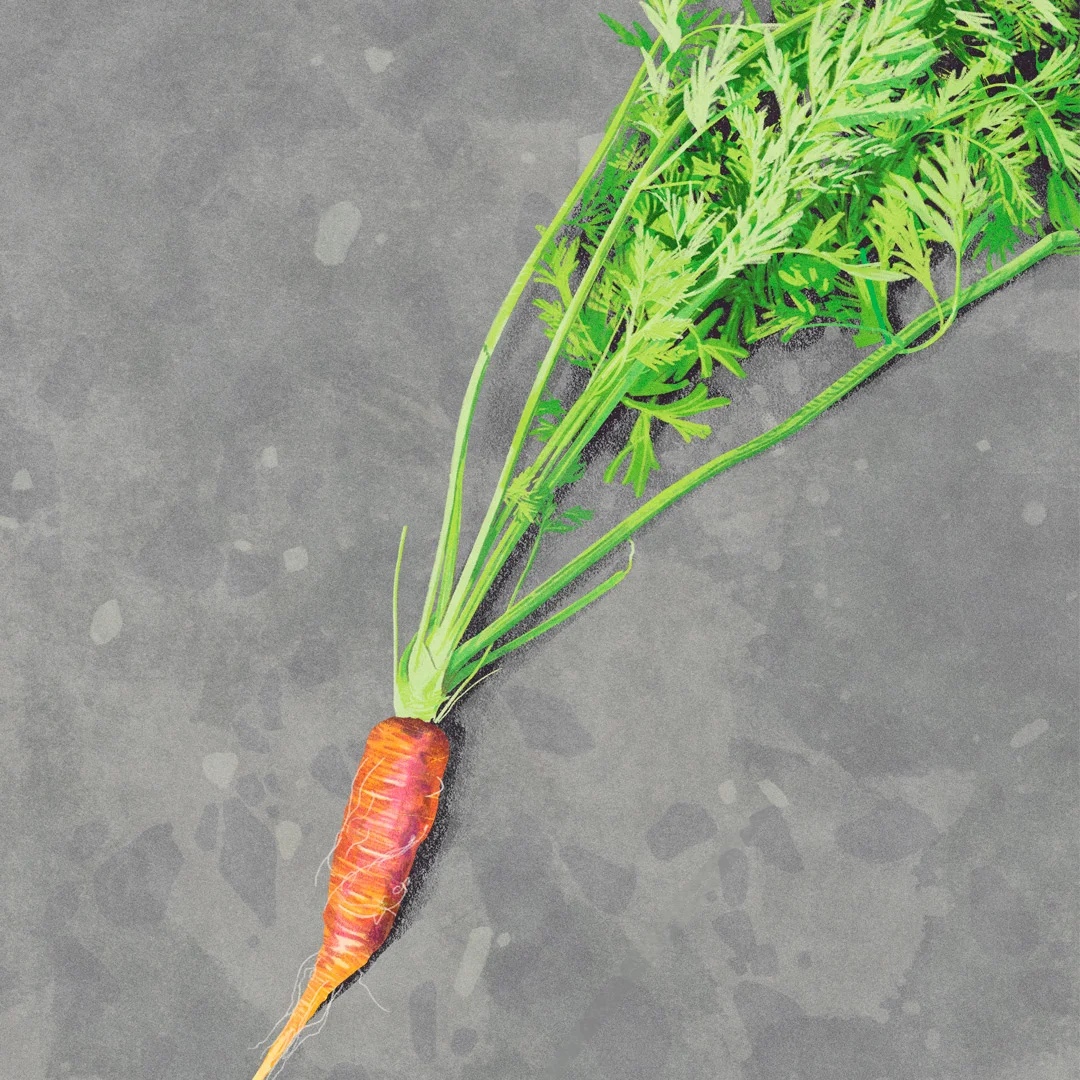 orange-carrot-with-top-on-concrete.jpg