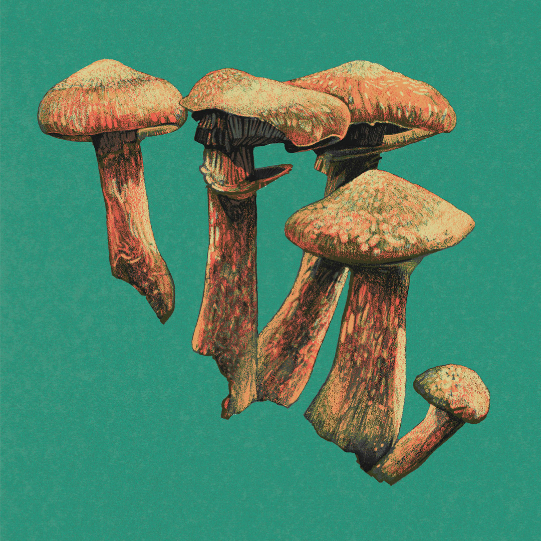 cluster-of-brown-honey-mushrooms.jpg