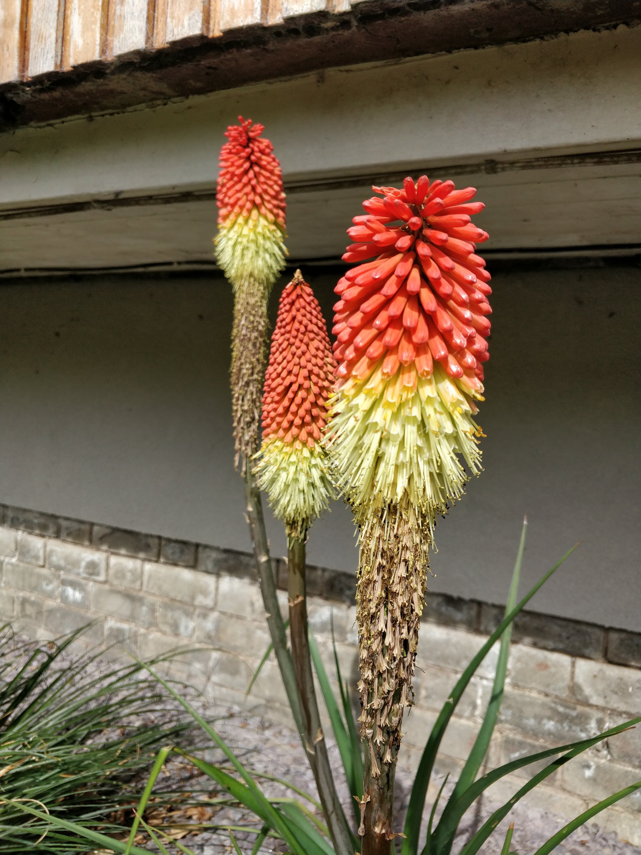 kniphofia-red-hot-pokers-sunny-border.jpg