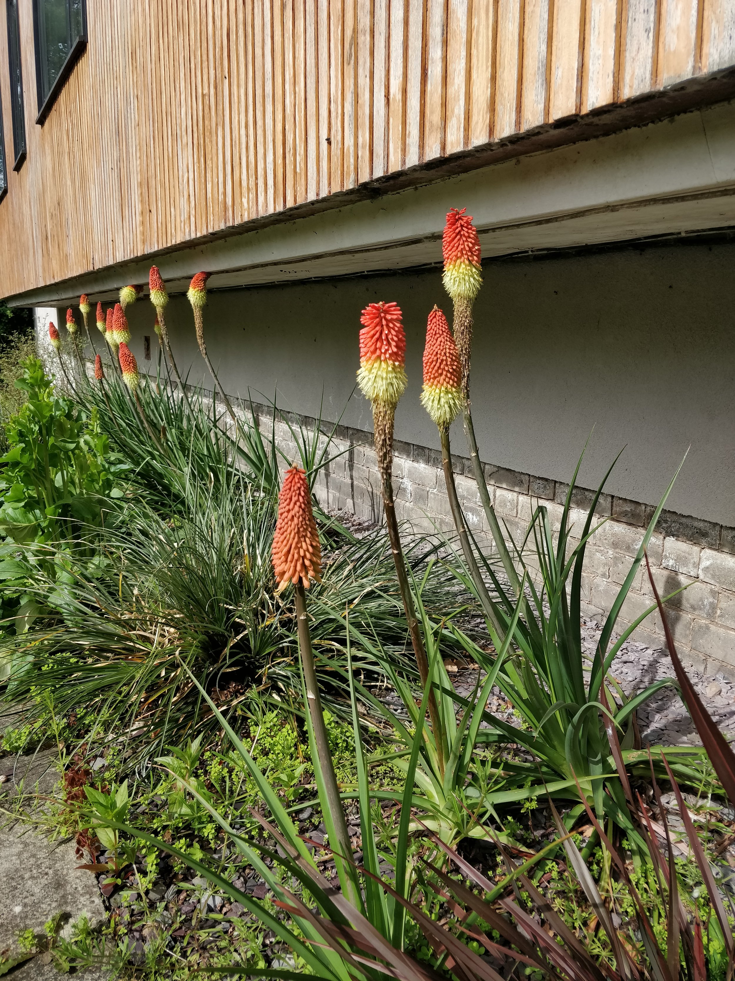 kniphofia-red-hot-pokers-scottish-garden.jpg