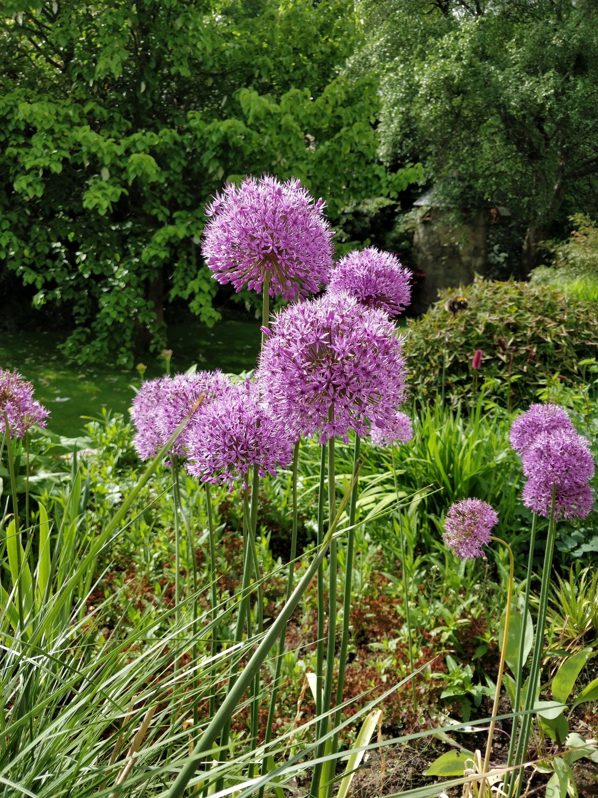 allium-herbaceous-border-scotland.jpg