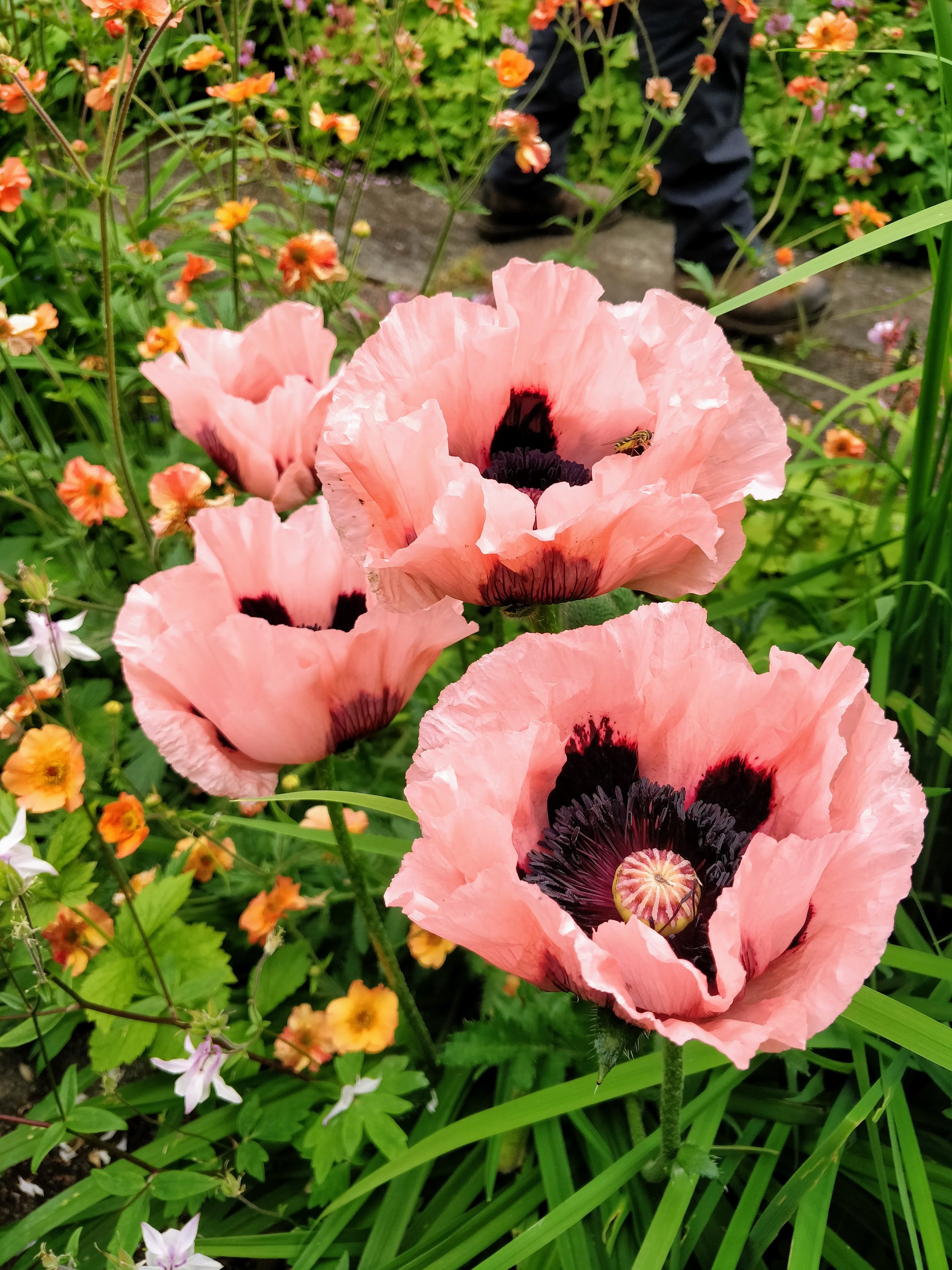 papaver-pink-poppies-edinburgh-garden.jpg