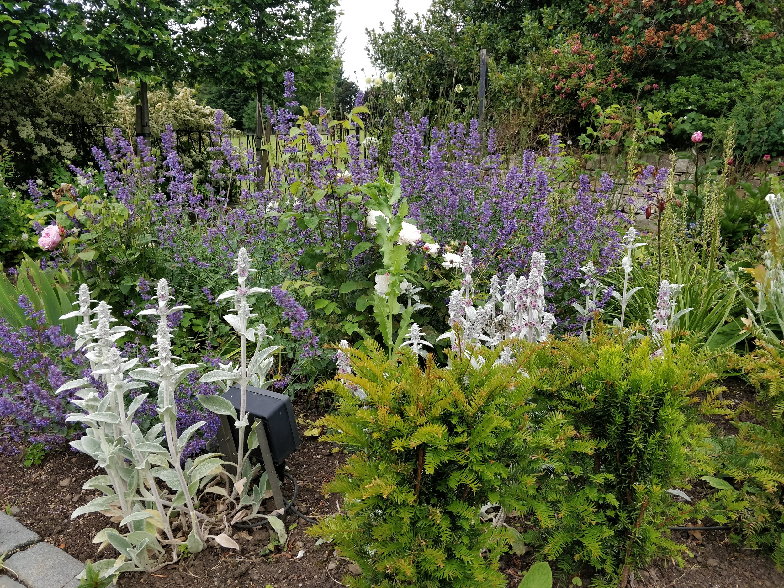 herbaceous-border-scottish-garden.jpg