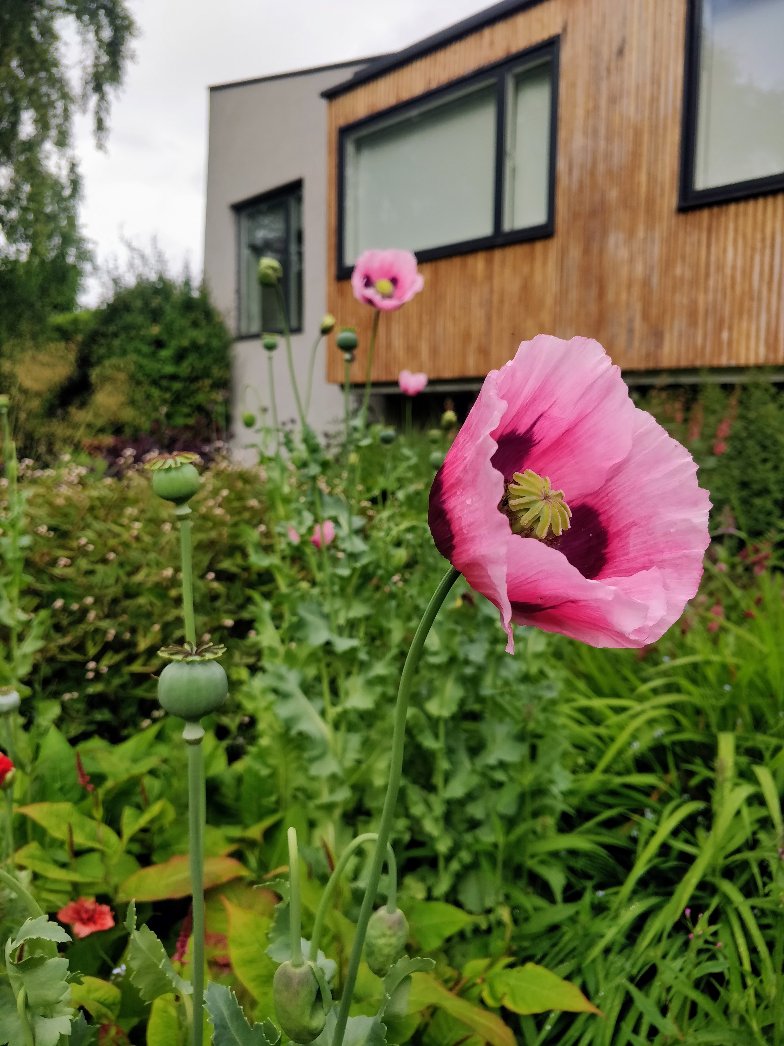 giant-pink-poppy-papaver-scotland-edinburgh.jpg