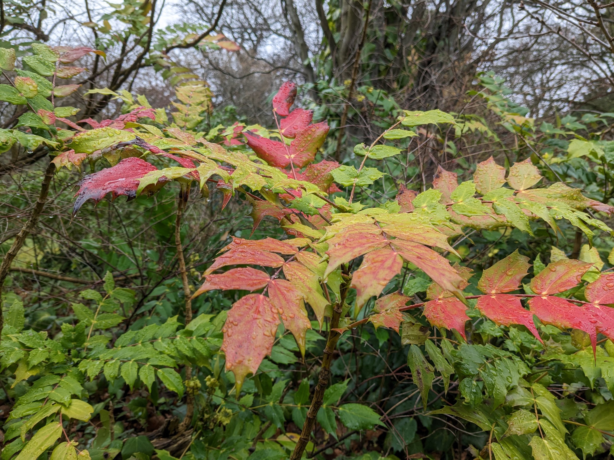 mahonia-shrub-early-spring-gardening-edinburgh.jpg