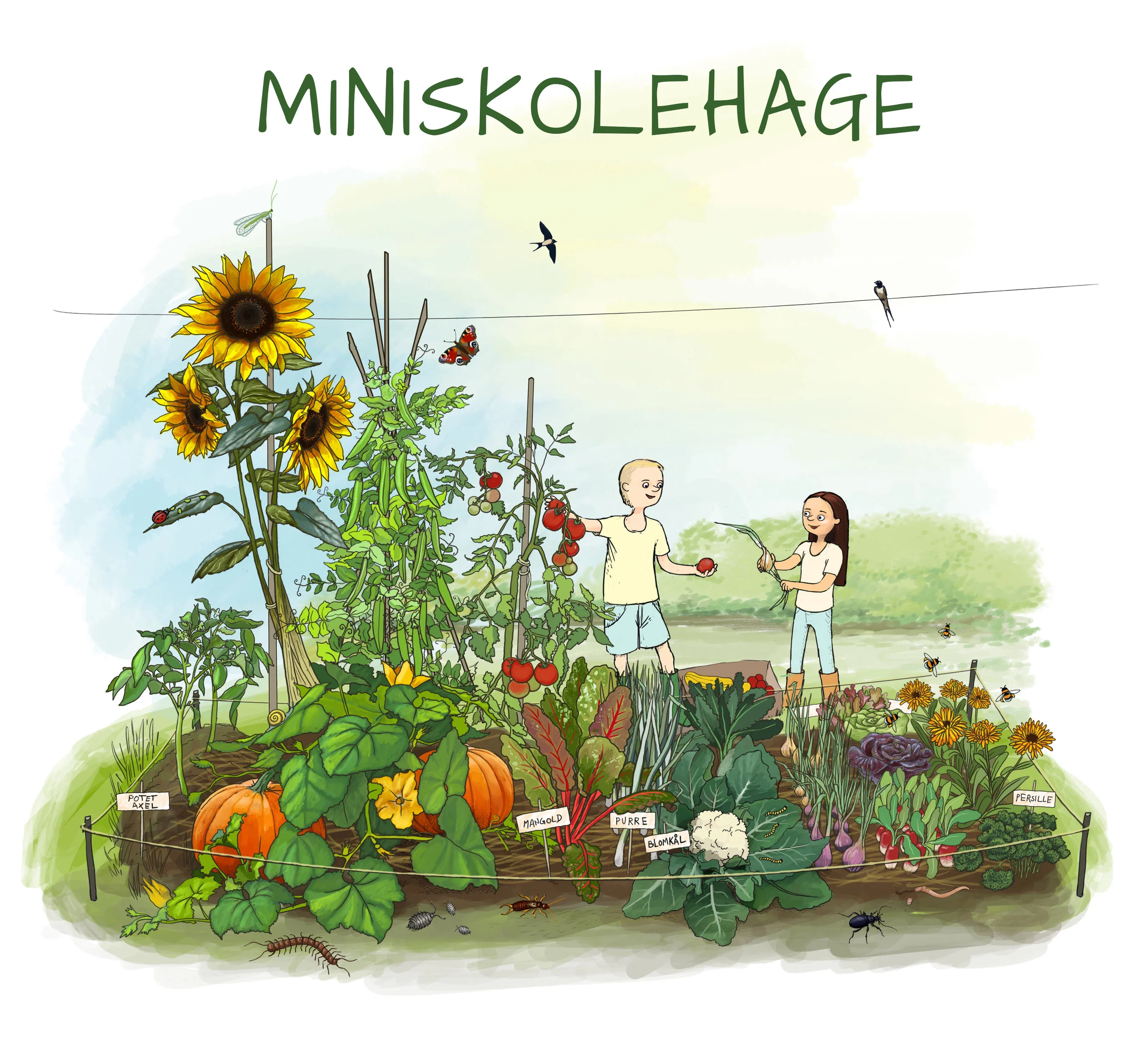 Illustrasjon: AK Berge