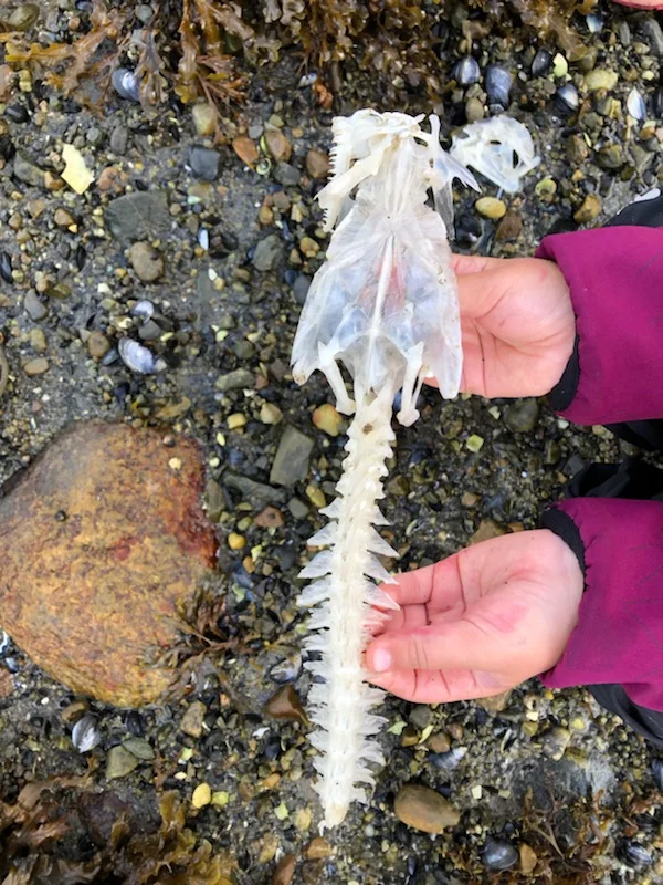 Det er mye spennende å finne i fjæra. Foto: Beitstad barnehage