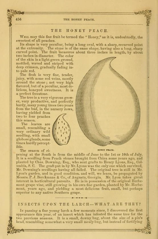 Reprinted from The Horticulturist, and Journal of Rural Art and Rural Taste, Volume 13, 1858