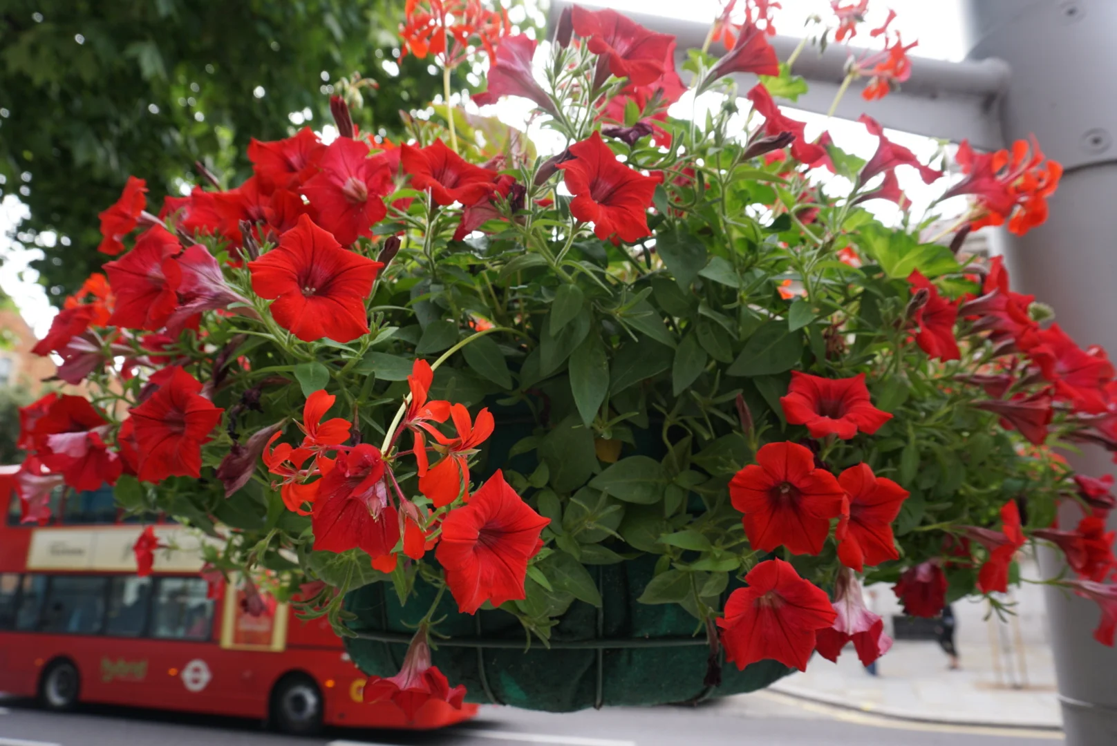 Reds near Chelsea Register Office