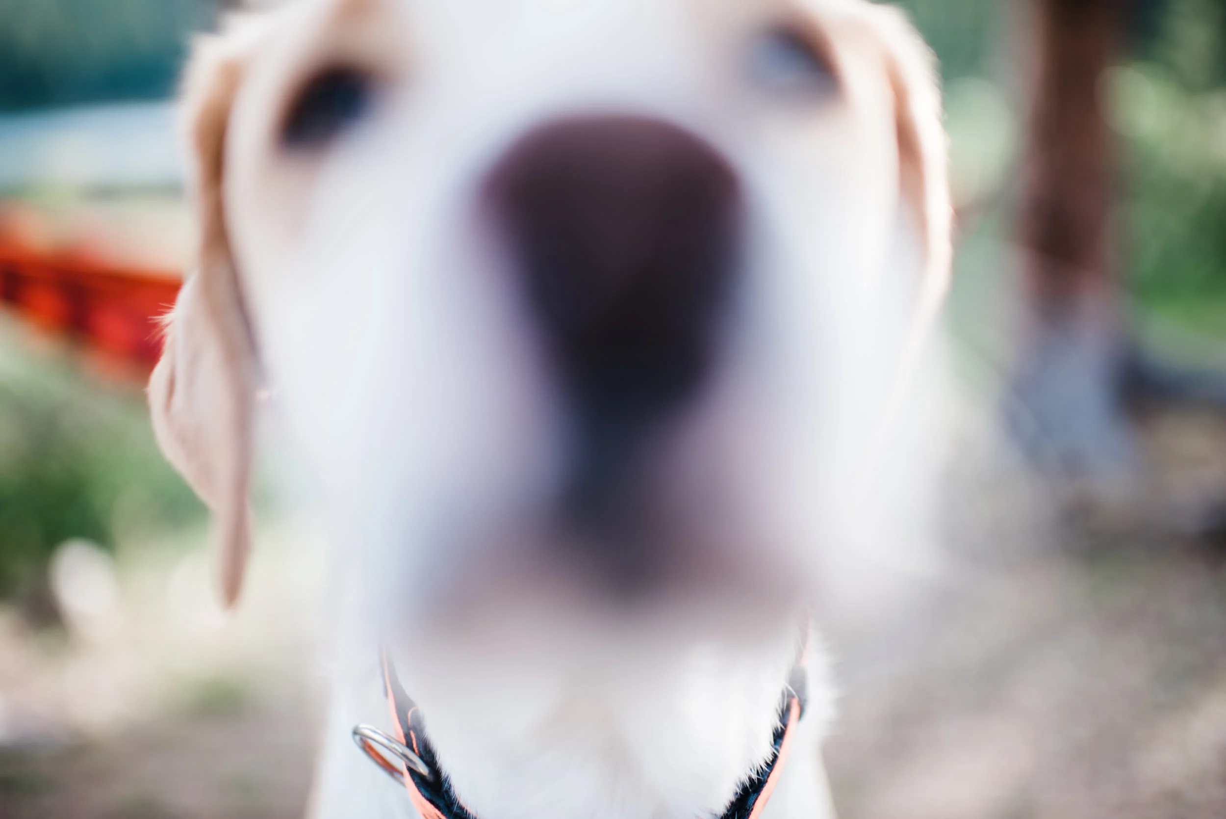 Indian Peaks-Brainard Lake-Colorado Engagement dog Denver