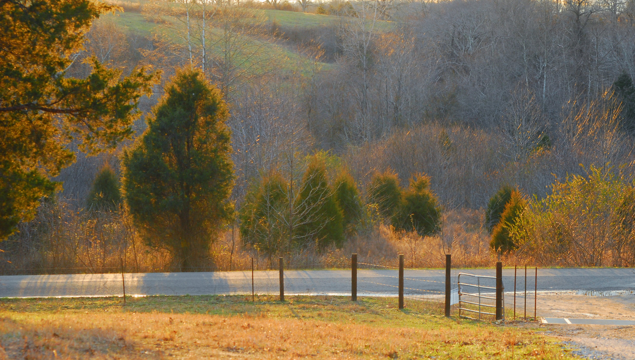 MorningDriveway Seth Tummins.jpg