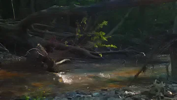 saunders creek evening.jpg