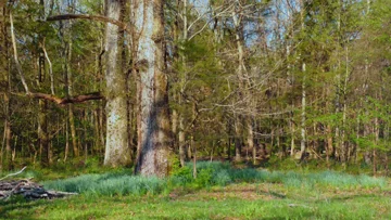 on track studio morn trees.jpg