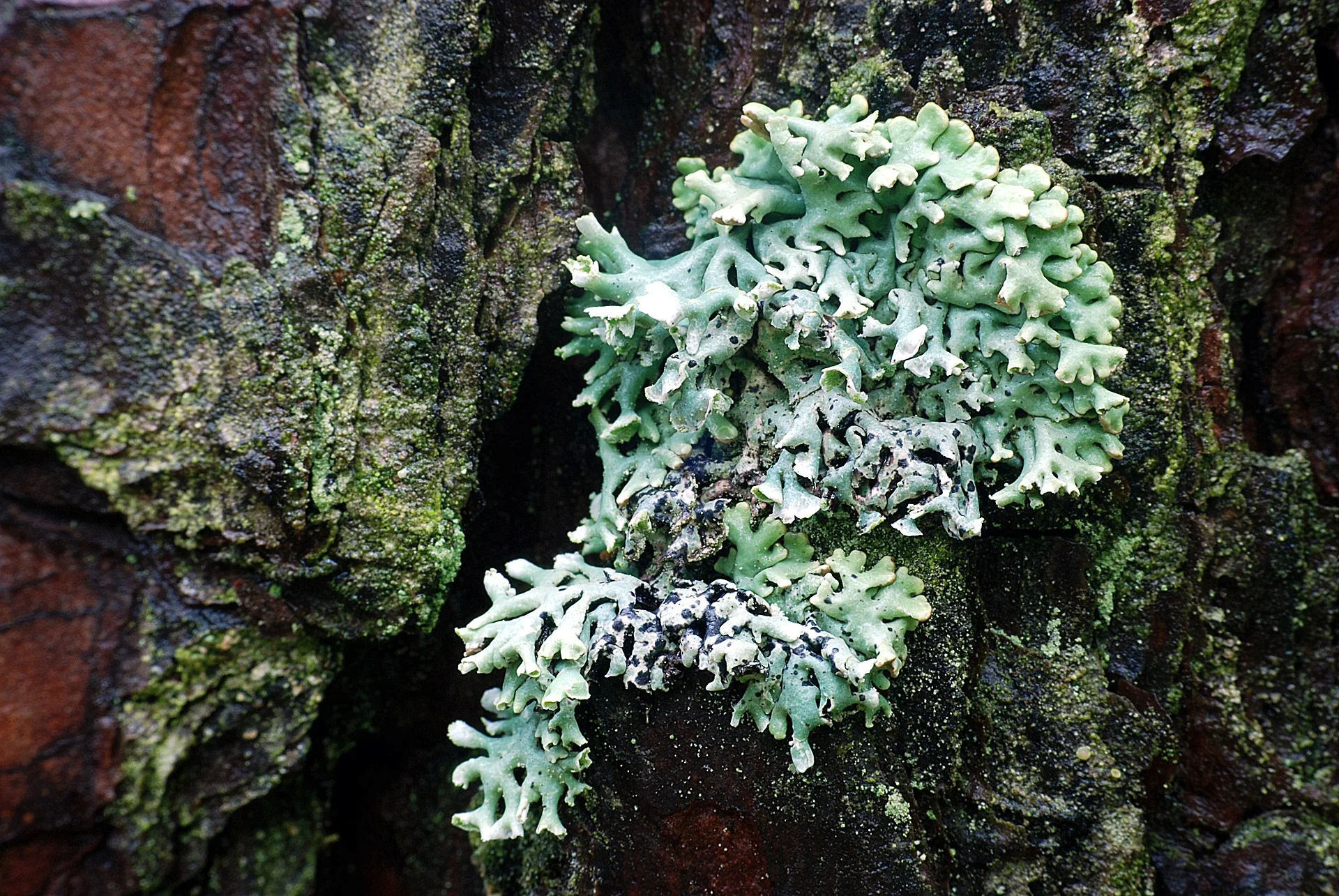 A foliose lichen, location unknown