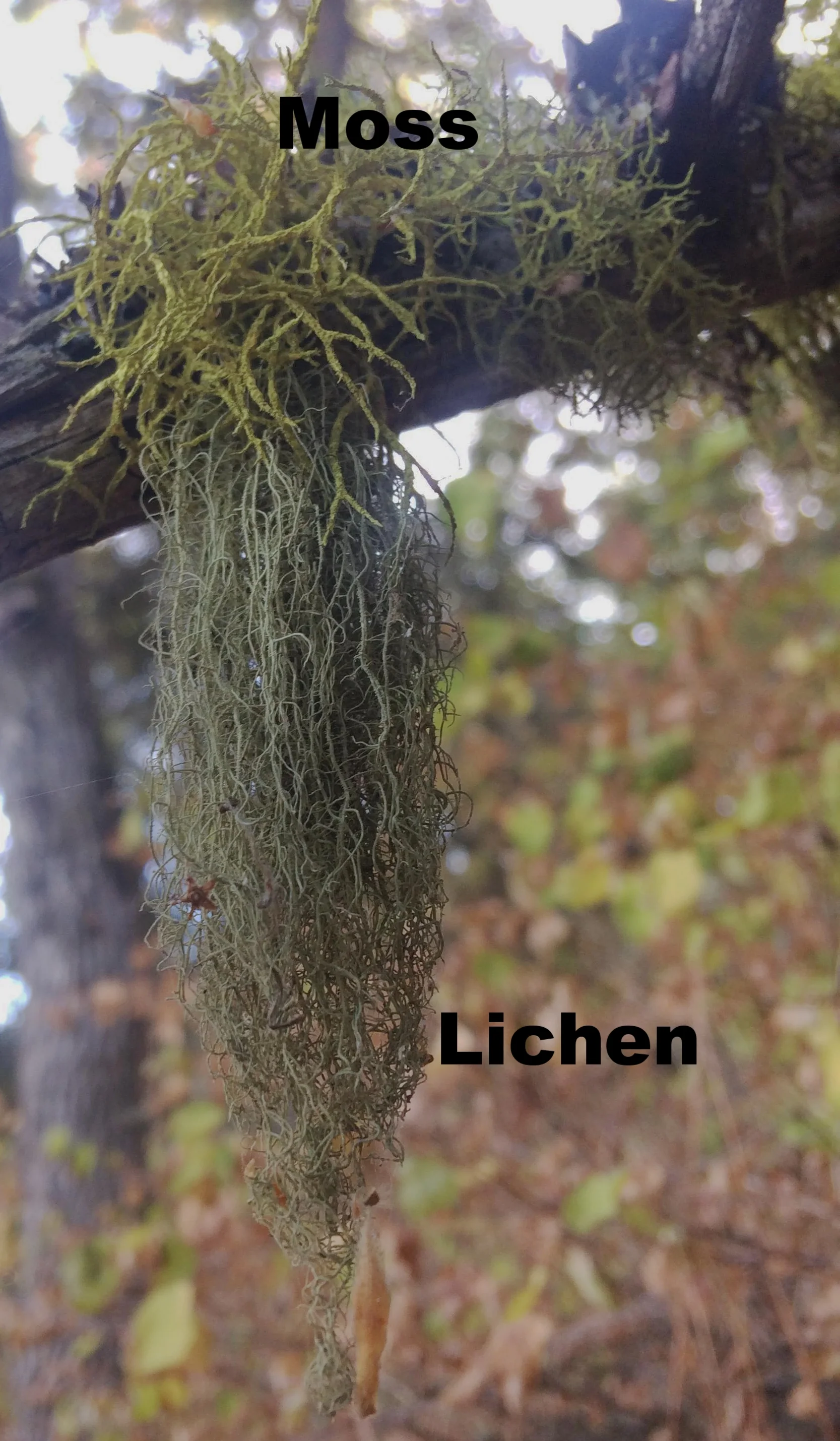 A fruticose lichen on the Rowena Crest Trail, Oregon