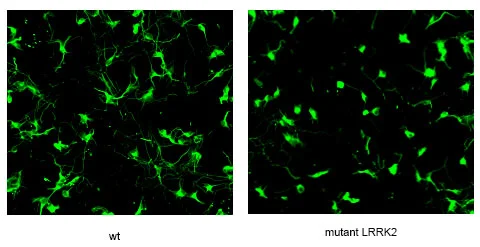 Mutant LRRK2 primary neurons show decreased neurite length and less complex morphology! (Parisiadou et al, Journal of Neuroscience, 2009)