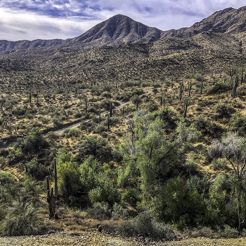 Dixie Mine Trail