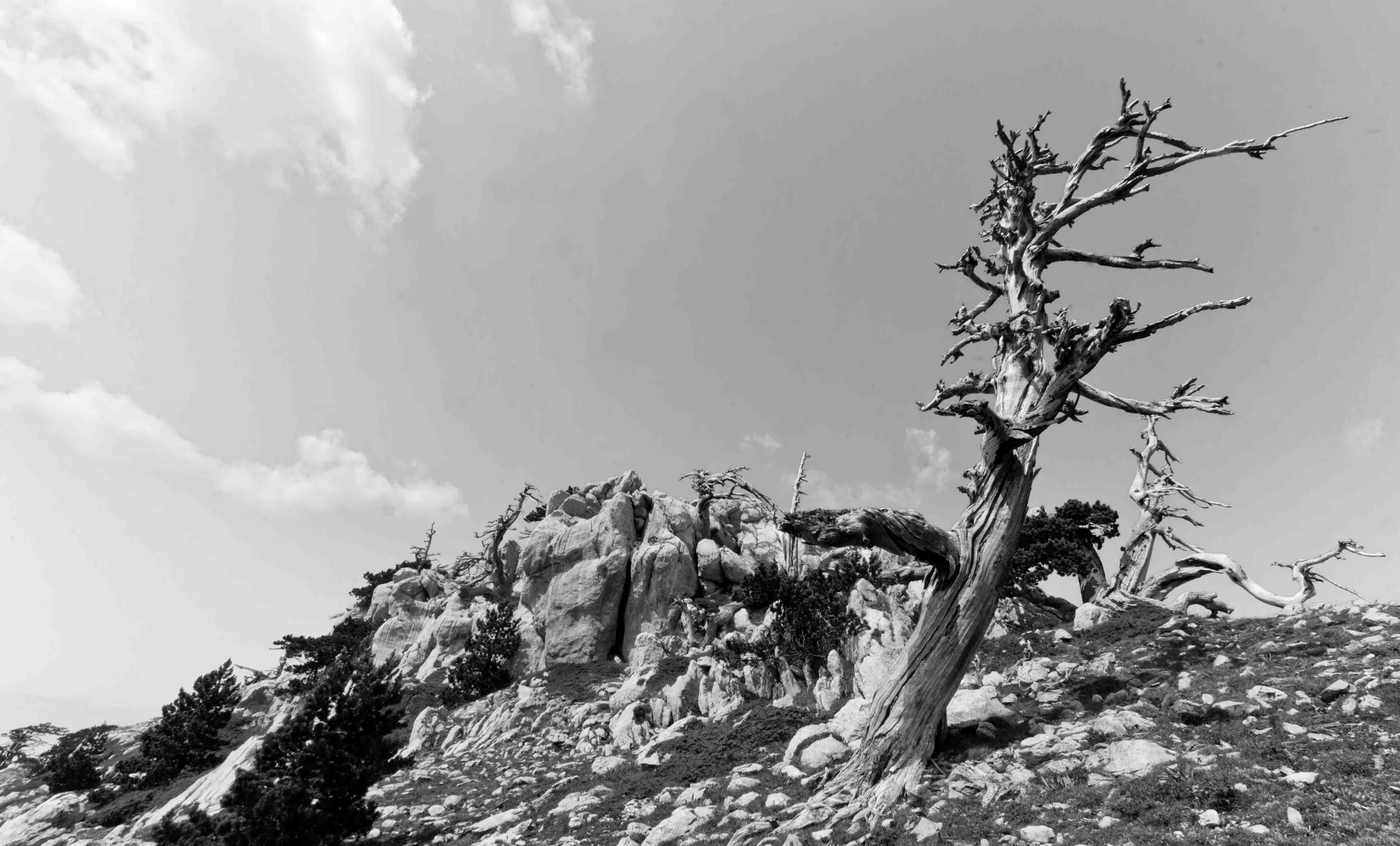 DSC_5470-pino loricato pietrificato BN-BR.jpg