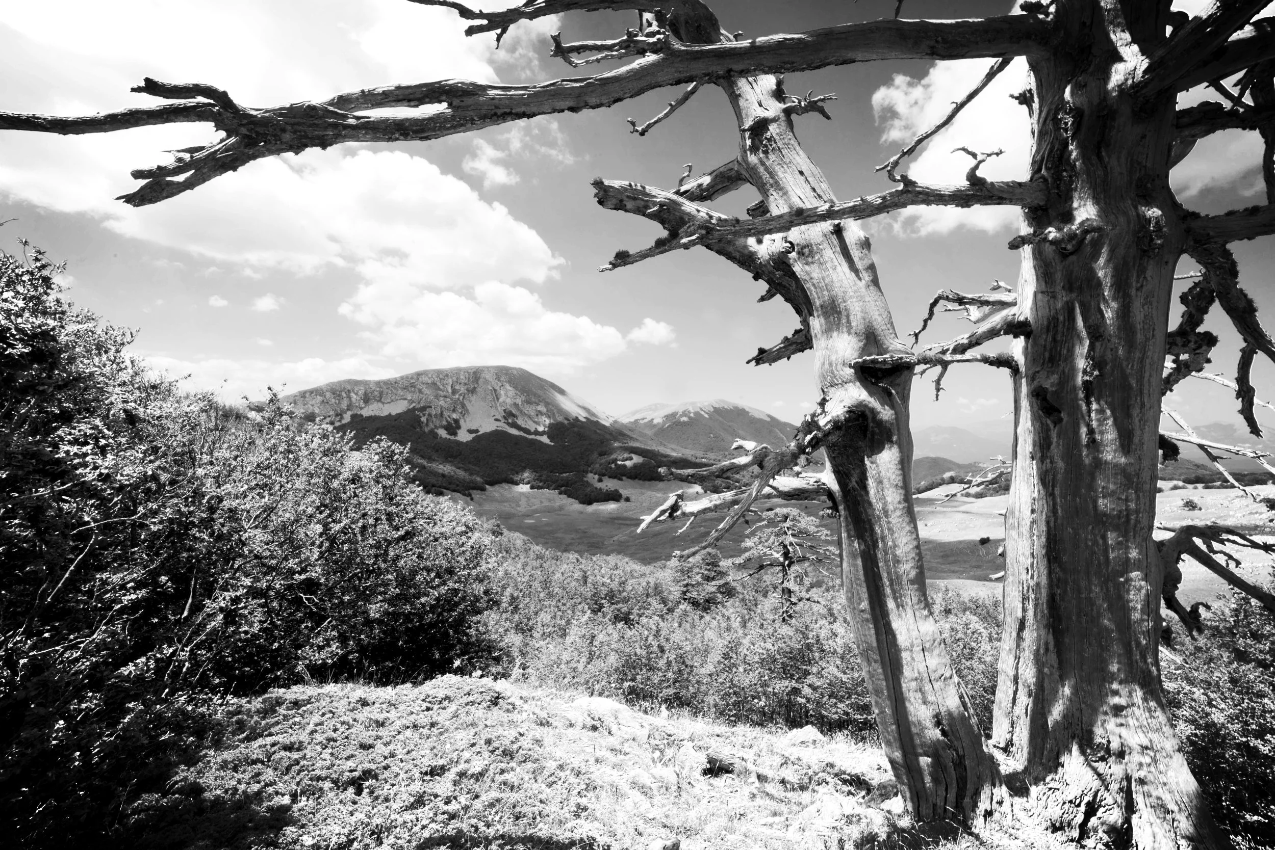 DSC_5414-Pino Loricato BN BR.jpg