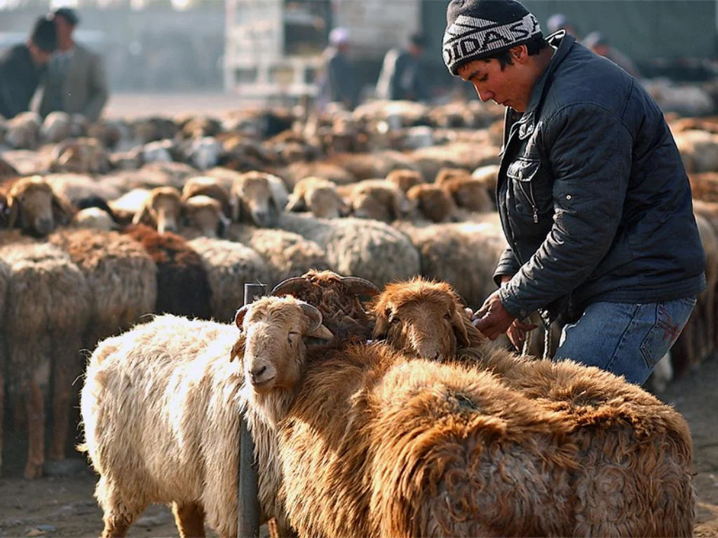 Sheep being led to slaughter