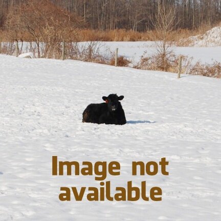 Image not available cow in snow