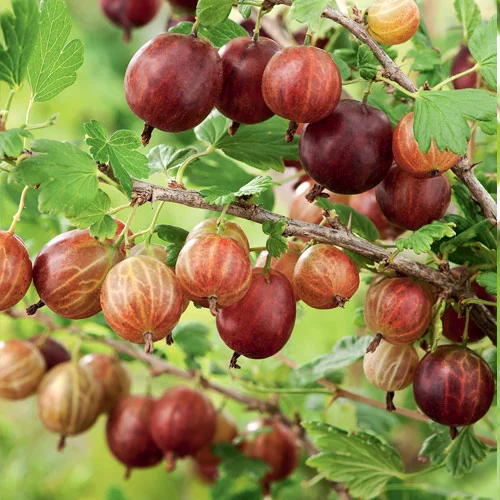 stachelbeere-rot1.jpg