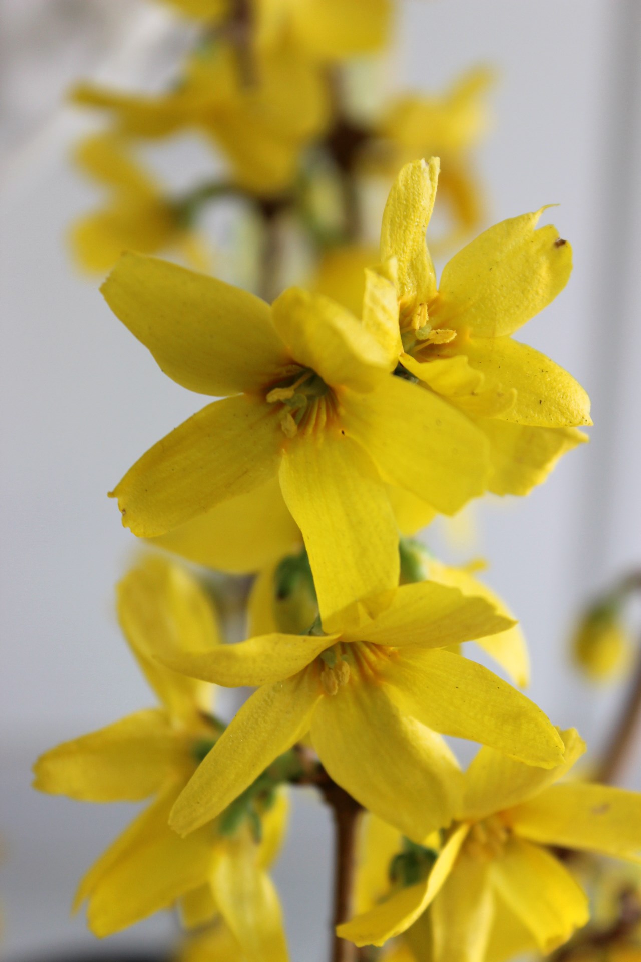 Forsythia Lynnwood (2).JPG