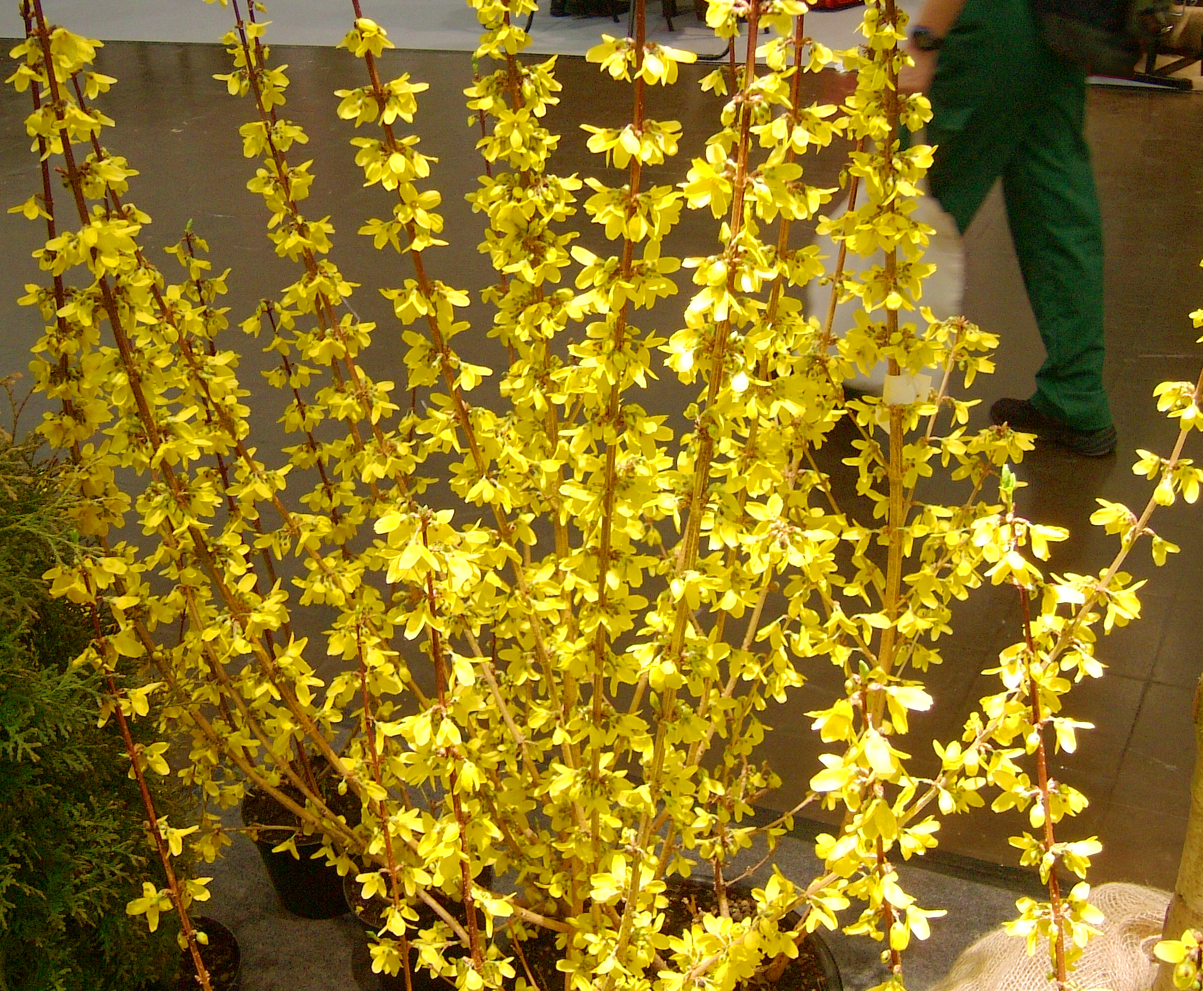 FORSYTHIA intermedia 'Goldrausch' 7.jpg