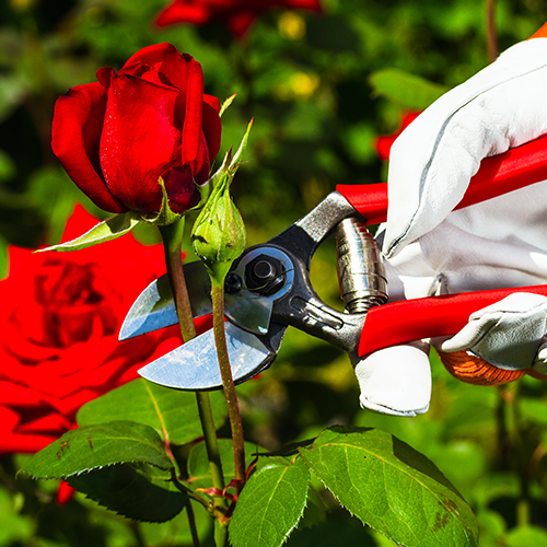 gartenschere_3.png
