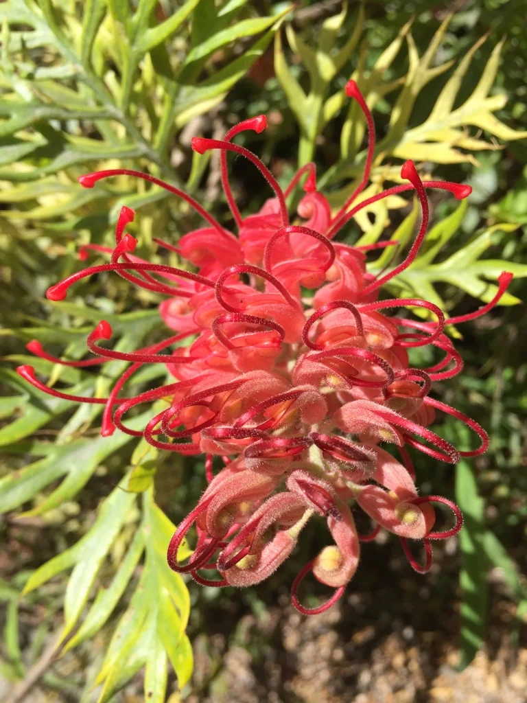 Flor exótica, Ilha da Madeira