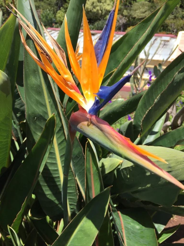 Flor Ave-do-Paraíso no Jardim Botânico