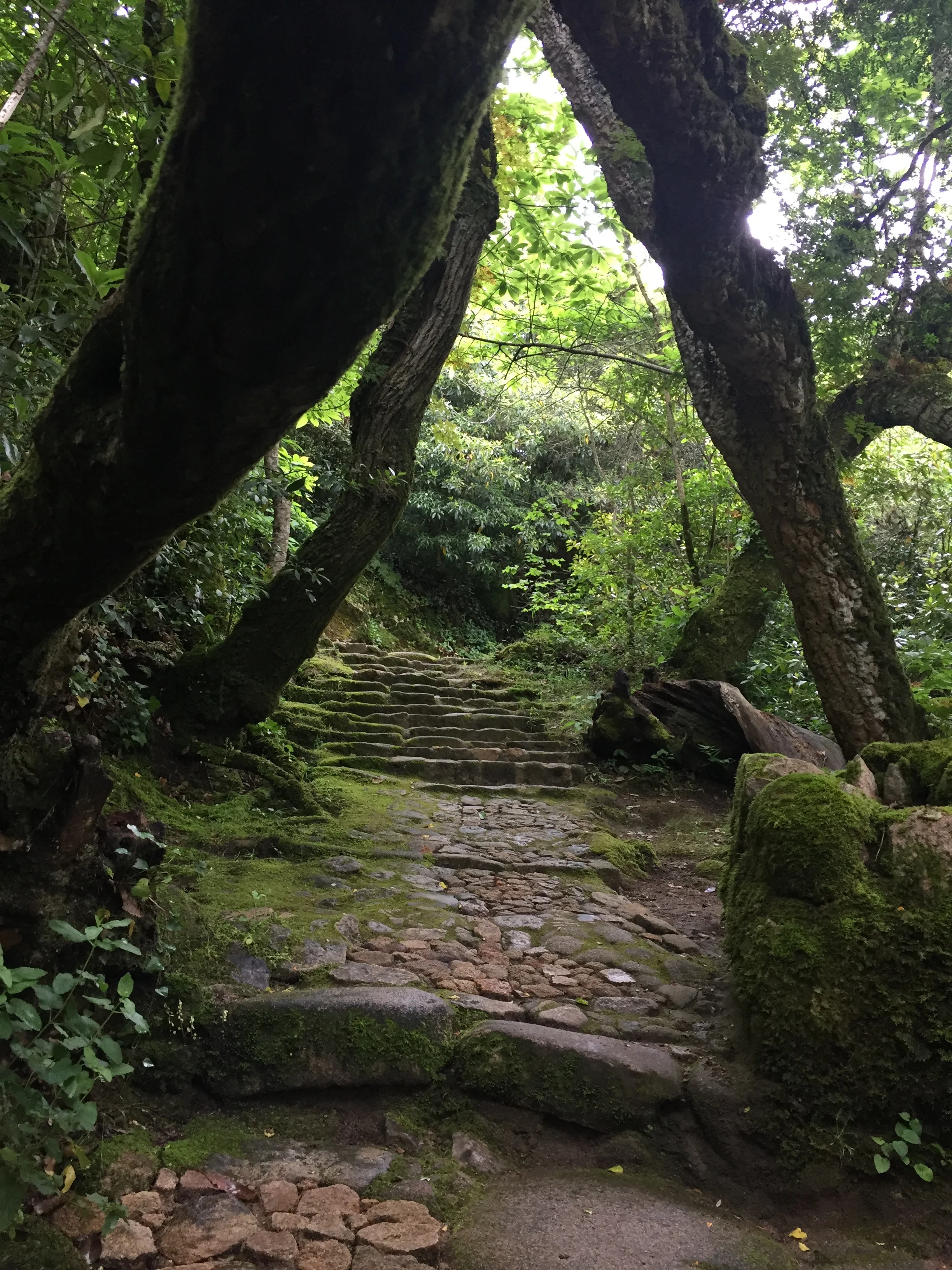 A natureza é um santuario, no Convento dos Capuchos