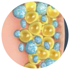 In the weeks to follow, your body naturally processes the fat and eliminates dead cells.