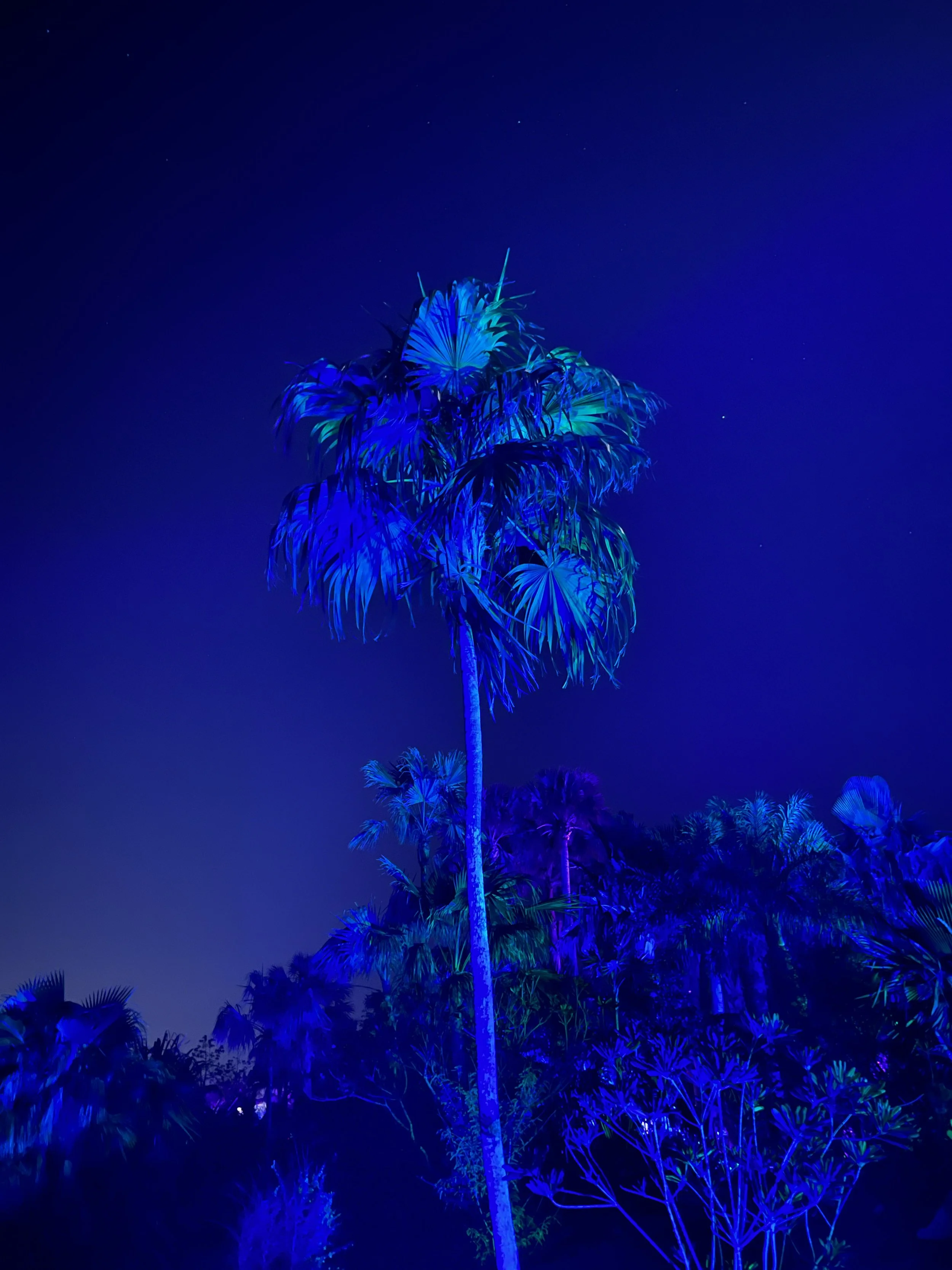 blueglowpalm copy.jpg