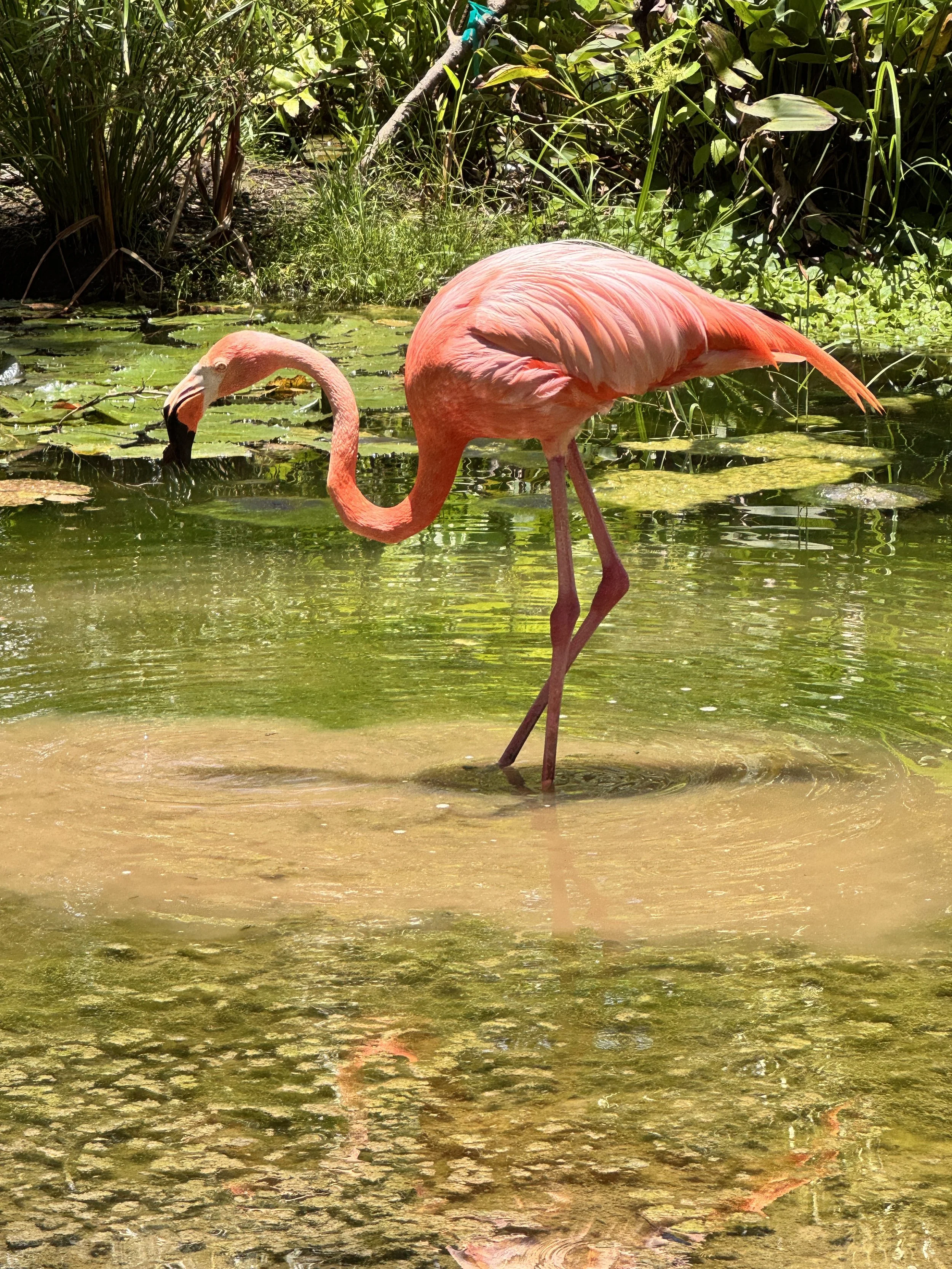 flamingo.JPG