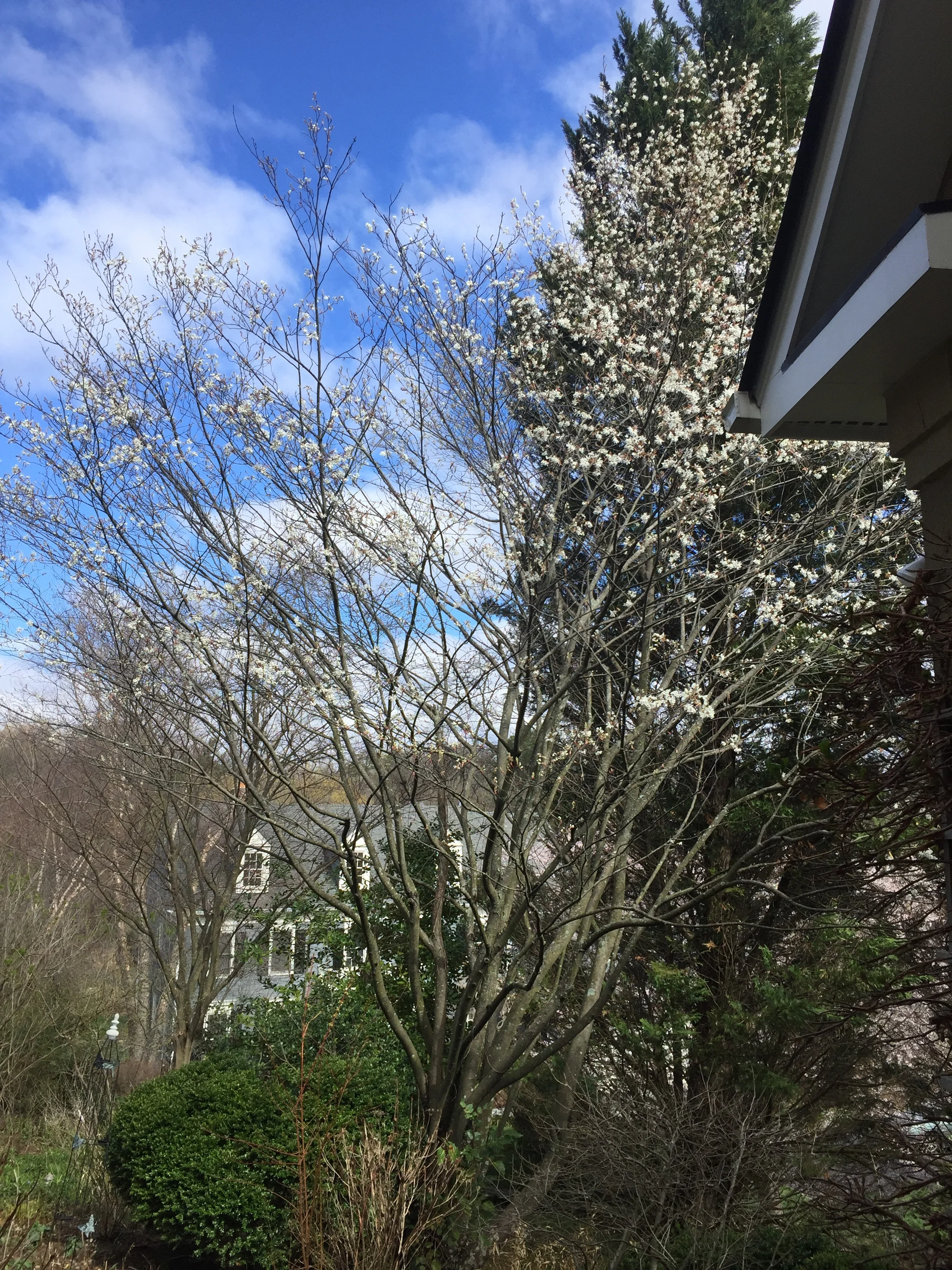 INSTEAD OF ANOTHER CHERRY,TRY A SERVICEBERRY