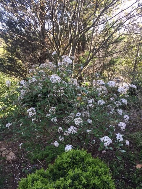 EVERY GARDEN SHOULD HAVE ONE.....