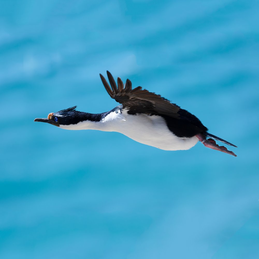 Saunders Island 10 16 2022-95-Edit 1x1.jpg