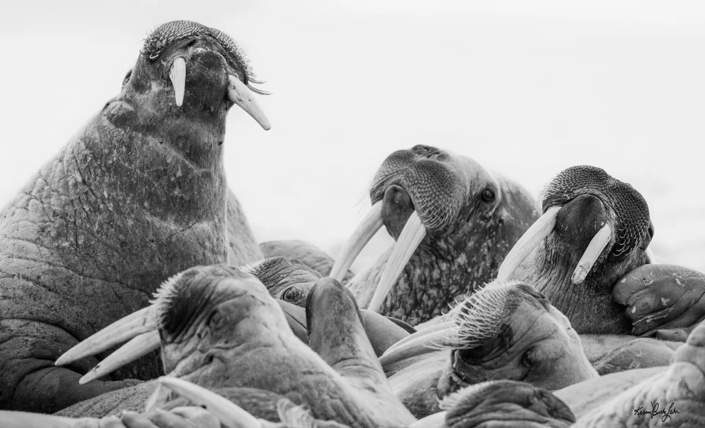 Svalbard+7+10+2024-1041-Edit.jpg