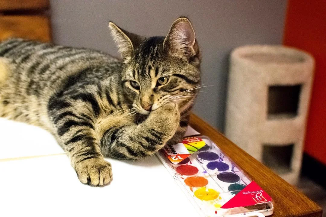 Painting at the Cat Cafe
